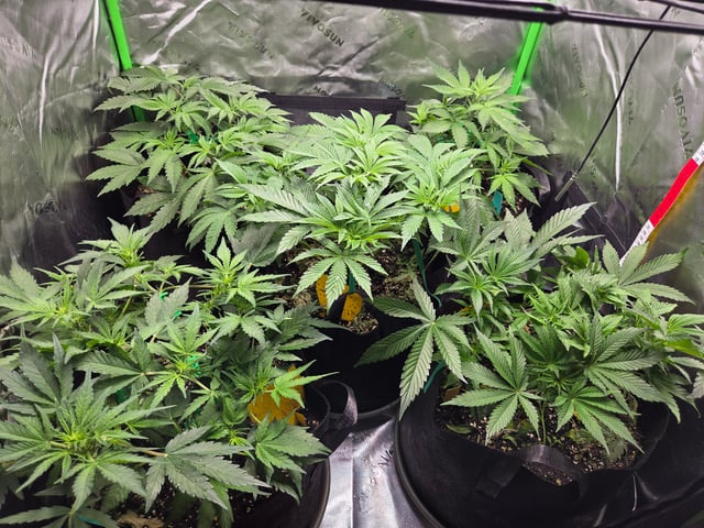 Special Queen 1 Fem+ Watermelon Auto — vegetative, day 37