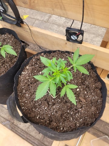 Clones And Hermie Seeds — vegetative, day 41