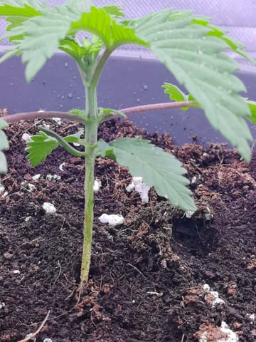 First grow in first set up — seedling_rooting, day 31