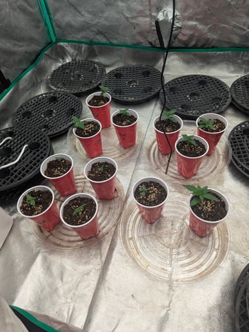 Photo July 25 — seedling_rooting, day 2