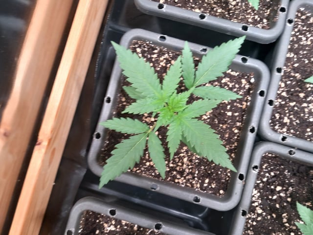 Critical Feminisiert Ganjafarmer  — vegetative, day 22