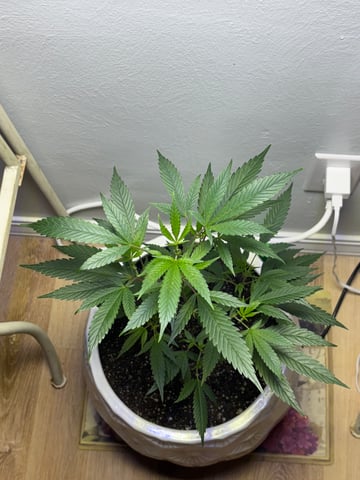 Triple Cake  — vegetative, day 10