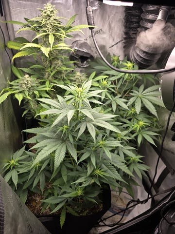Coco Grow — vegetative, day 57