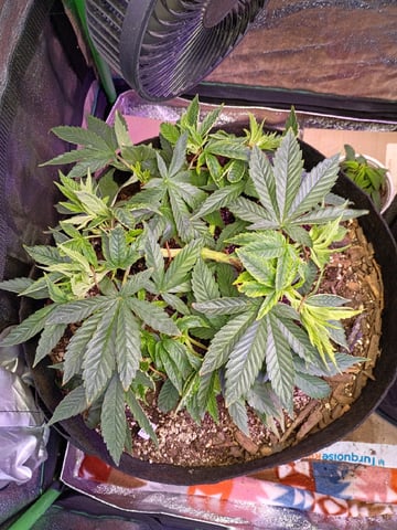 Purple Plum Perfect 💜 & 2 Grape Runtz 🍇 Mainlining garden.  — vegetative, day 114