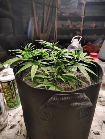 Hindu Kush — vegetative, day 50
