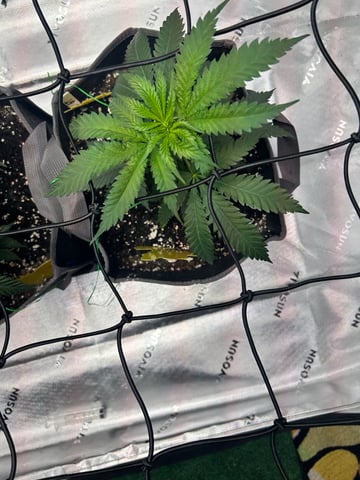 First Ever Grow GT — vegetative, day 50