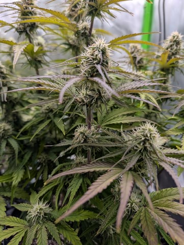 Titan F1 grow  — flower, day 61