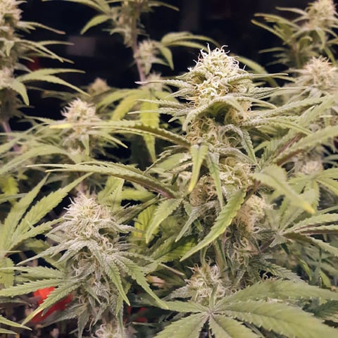 Homemade Seeds  — flower, day 69