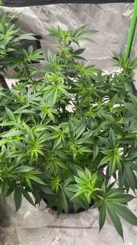 Starting Flower mom Clones  — flower, day 3