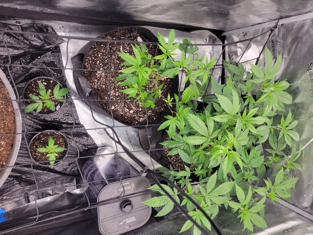 Grow — vegetative, day 16