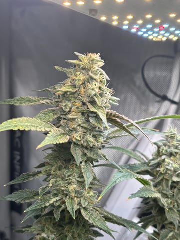 northern lights — flower, day 114