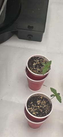 Maple Nectar  — seedling_rooting, day 10