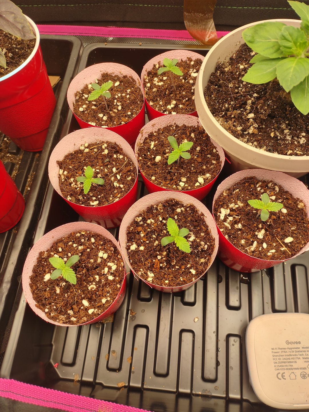 Mainely Genetics Micro Pheno Hunt