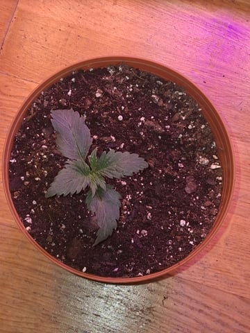 Godfather OG — seedling_rooting, day 12