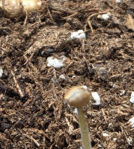 August Grow — seedling_rooting, day 8
