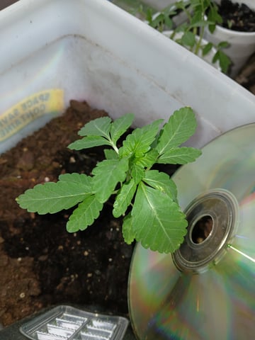 female sativa — vegetative, day 1