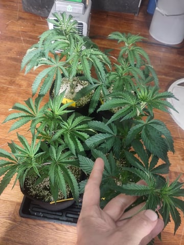 Mainely Genetics Micro Pheno Hunt — vegetative, day 38