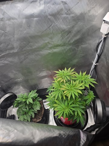 First Grow — vegetative, day 9