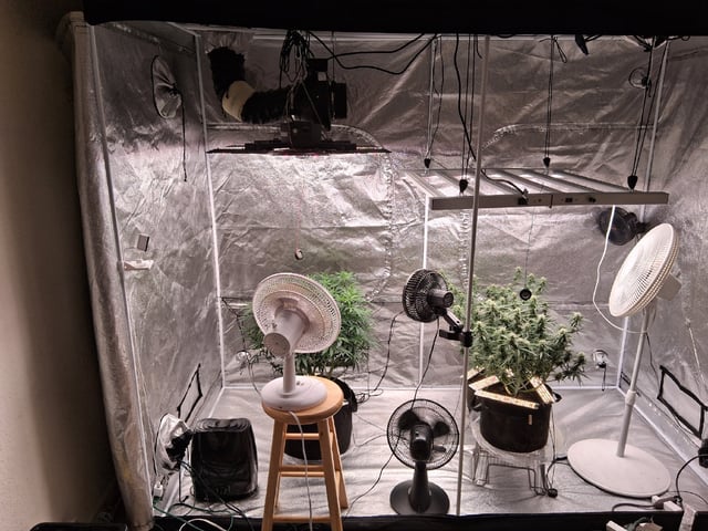 Seedman mix auto & seedman mix auto & GodFather OG — flower, day 81