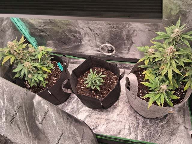Lemon Cherry Cookies, Purple Haze and Strawberry Gorilla Grows — flower, day 7