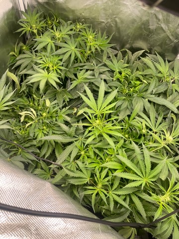 Mainely Organic Mix — flower, day 32