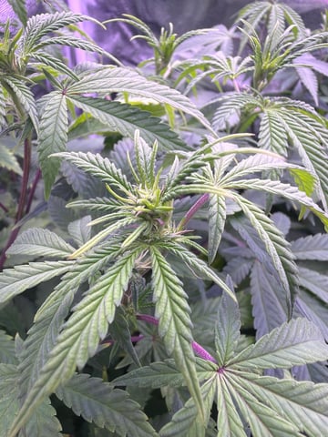 Cookies Haze — vegetative, day 82