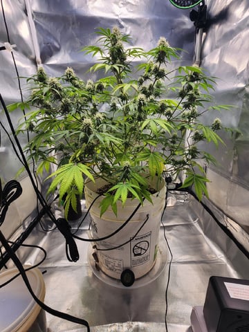 Dos Si Dos. Indica — flower, day 57