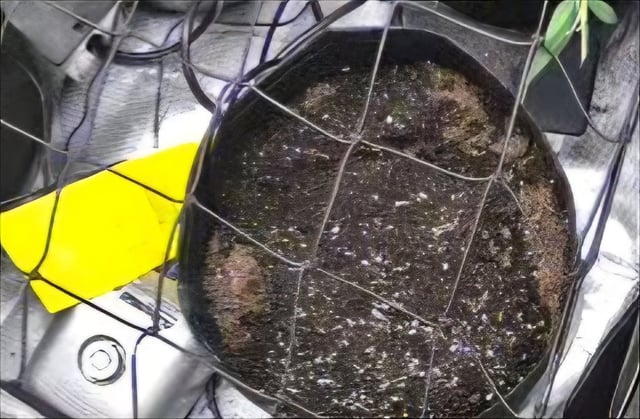 Vanna's Vanilla — germination, day 5