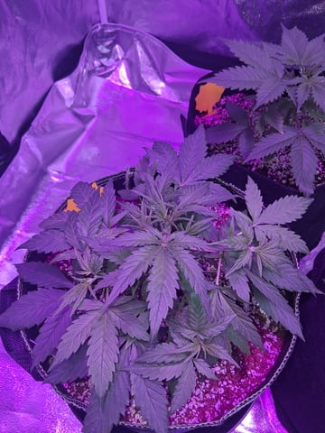 first auto grow — vegetative, day 25