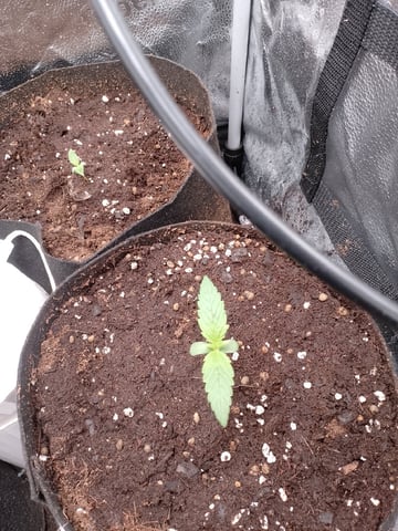 og kush — grow_setup, day 11