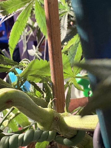 Fuel D OG  — vegetative, day 15