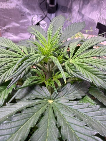 Round 1.5 — flower, day 33