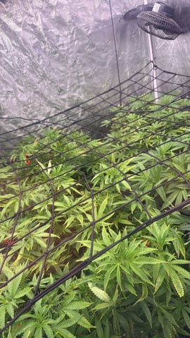 exotic genetix / beleaf cut white truffle  — vegetative, day 1