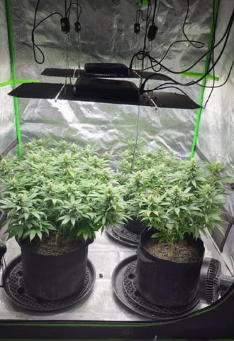 SBJ Clones — flower, day 87