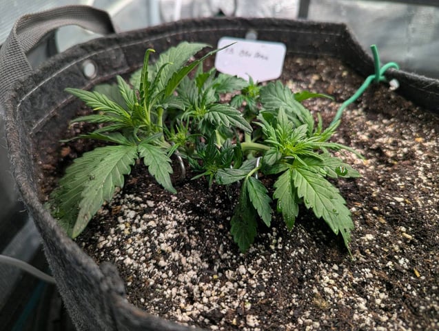 2025 EOY Grow — vegetative, day 32