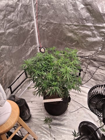 Seedman mix auto & seedman mix auto & GodFather OG — flower, day 81