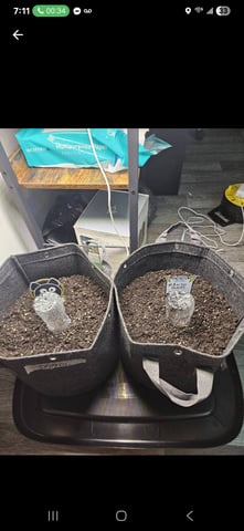 Mango Runtz — germination, day 2