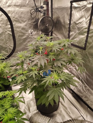Beans For Days run — flower, day 46