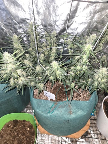 high octane x holy grail  — auto, day 54