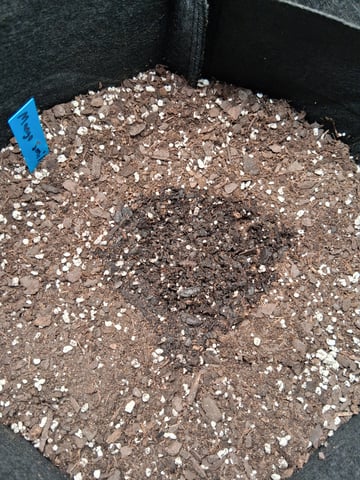 Lemon Cherry Cookies, Purple Haze and Strawberry Gorilla Grows — germination, day 33