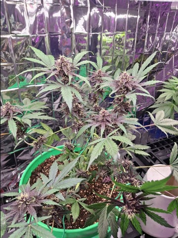 Mystery Seed — auto, day 60