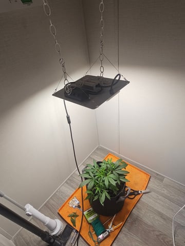 Mango Runtz — seedling_rooting, day 40