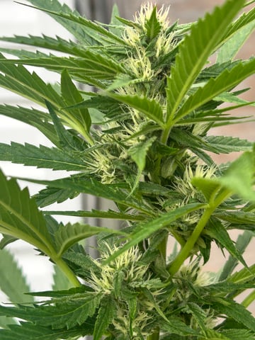 First ever grow — flower, day 65