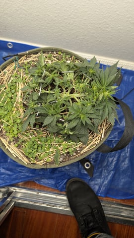 Double Smile And (Alien Vs Triangle X Strawberry Nuggets) — flower, day 36