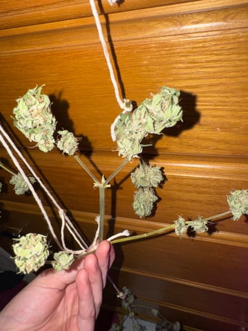 Quick One — harvest, day 35