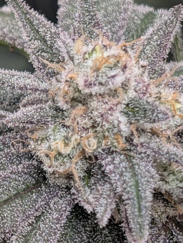 B E A utiful  — flower, day 140