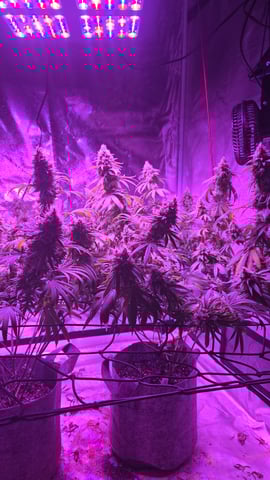 strawberry ghost and death breath — flower, day 25