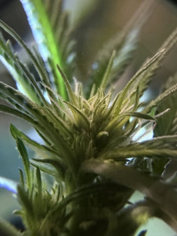 Sour Glue — flower, day 74