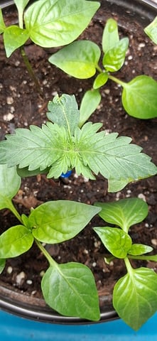 blueberry funk — seedling_rooting, day 5