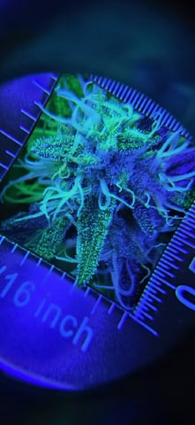 Ace Killer OG — flower, day 81